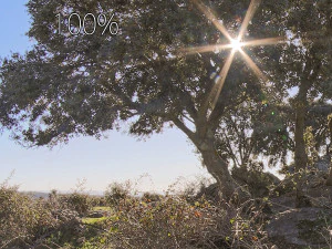 hdr shadow tree CG Textures