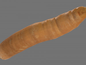 carrot 3D Модель