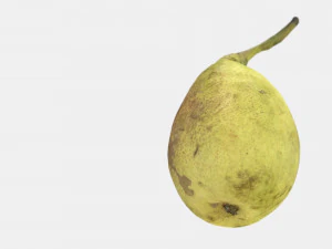 conference pear 3D Model