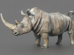 White Rhino 3D Model