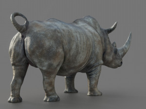White Rhino Modelo 3D