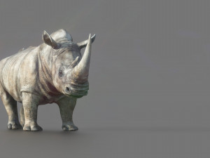 White Rhino Modelo 3D