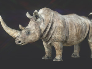 White Rhino Modelo 3D