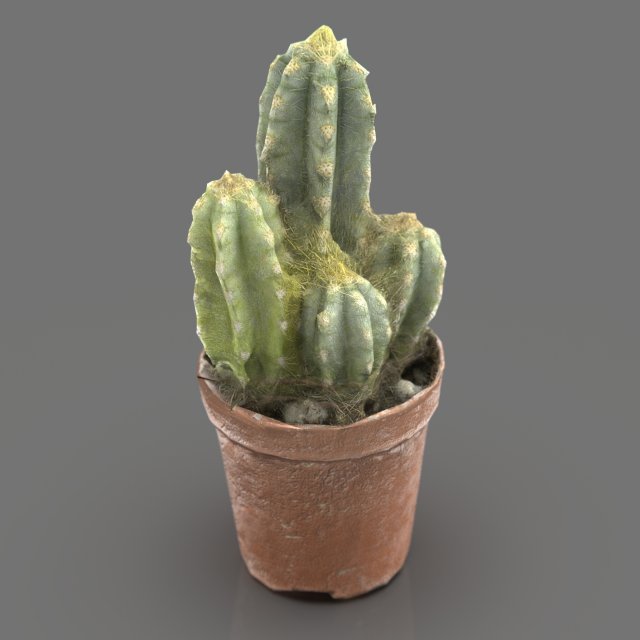 Cactus 3D Model .c4d .max .obj .3ds .fbx .lwo .lw .lws