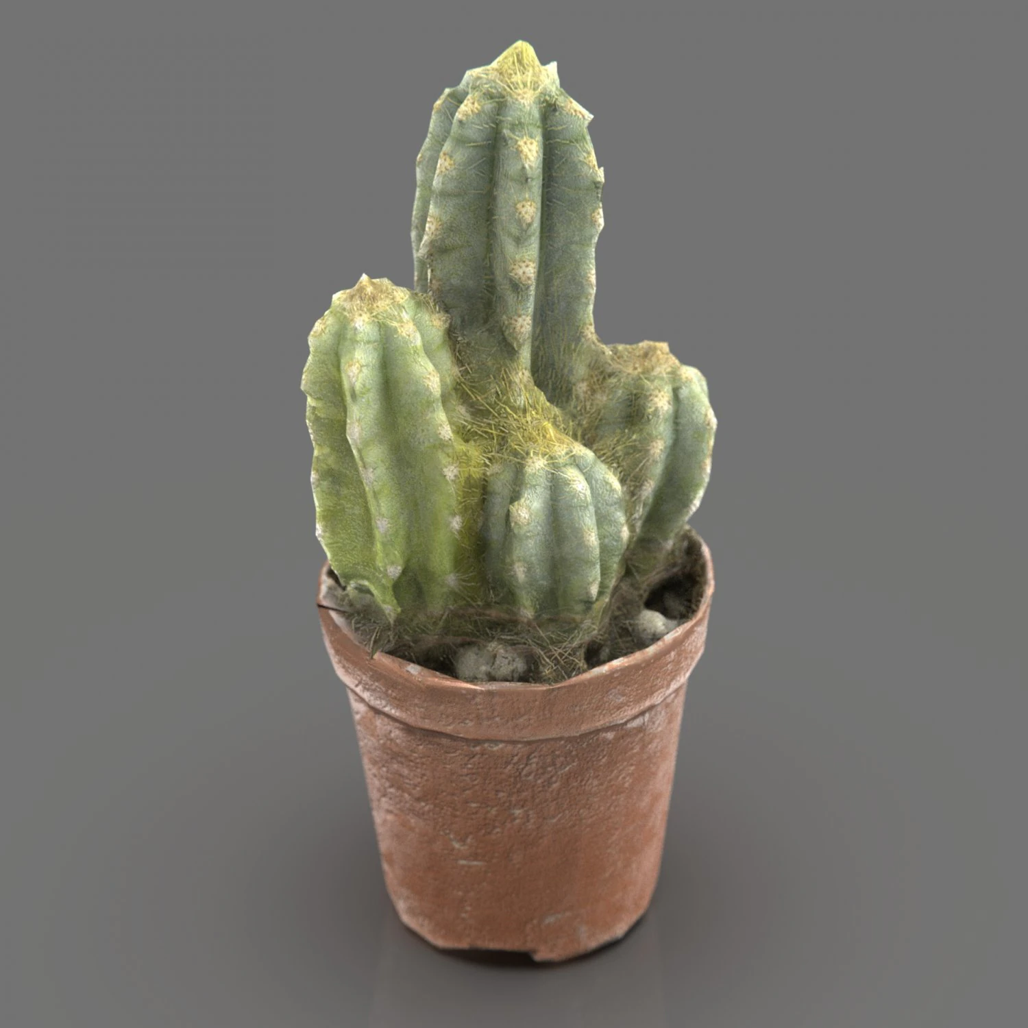 Cactus 3D Model .c4d .max .obj .3ds .fbx .stl .blend 