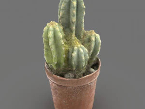 Cactus Modello 3D