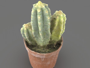 Cactus 3D 모델