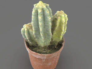 Cactus 3D Model