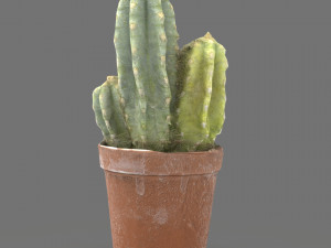 Cactus 3D 모델