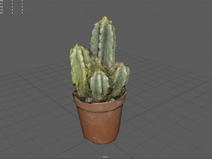 Cactus 3D 모델