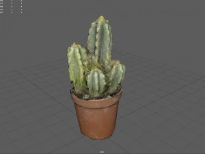 Cactus 3D Model
