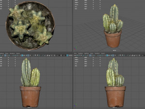 Cactus 3D 모델