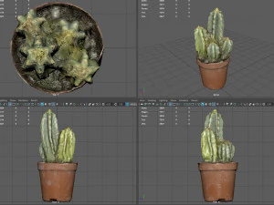 Cactus 3D Model