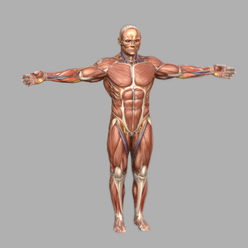 Male Muscular System Anatomy Model 3D .c4d .max .obj .3ds .fbx .stl .blend 