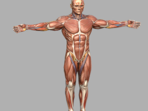 Male Muscular System Anatomy Modelo 3D