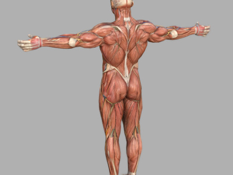 Male Muscular System Anatomy Model 3D