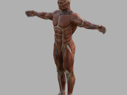 Male Muscular System Anatomy Model 3D