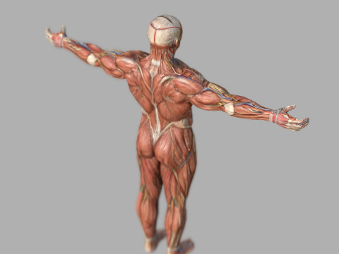 Male Muscular System Anatomy Model 3D