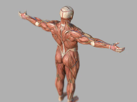 Anatomia del sistema muscolare maschile Modello 3D