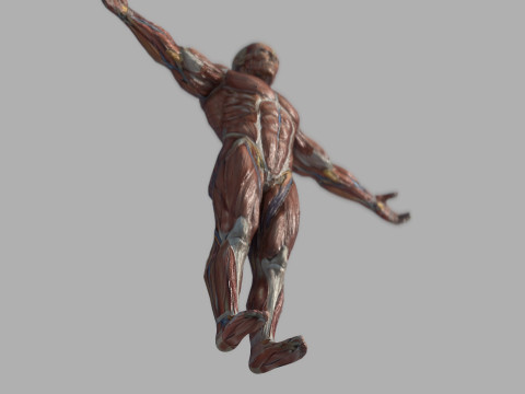 Male Muscular System Anatomy Model 3D
