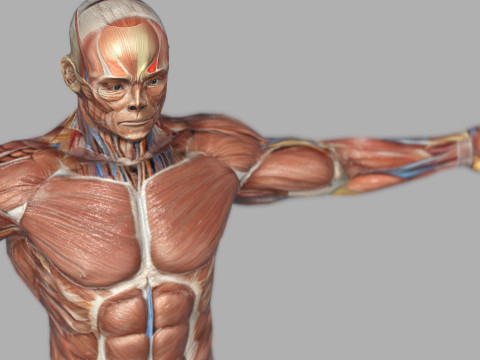 Male Muscular System Anatomy Model 3D