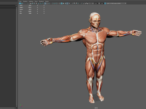Male Muscular System Anatomy Model 3D