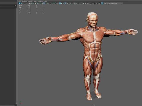 Anatomia del sistema muscolare maschile Modello 3D