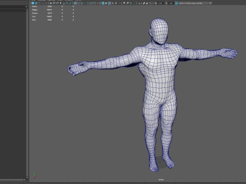 Male Muscular System Anatomy Model 3D