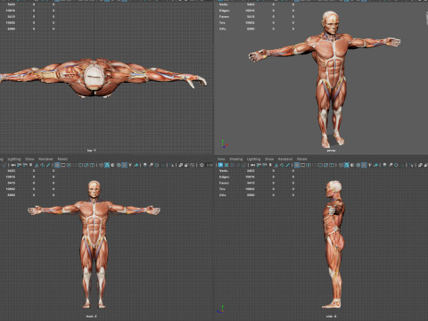 Male Muscular System Anatomy Model 3D