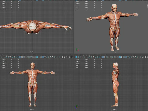 Anatomia del sistema muscolare maschile Modello 3D