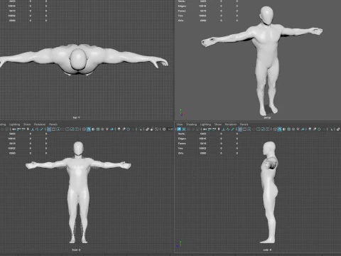 Anatomia del sistema muscolare maschile Modello 3D