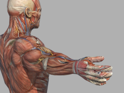 Male Muscular System Anatomy Model 3D