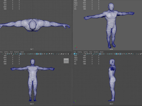 Male Muscular System Anatomy Model 3D