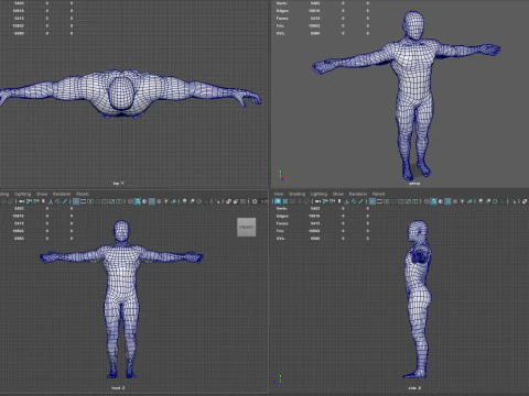 Anatomia del sistema muscolare maschile Modello 3D
