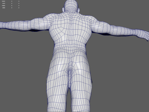 Male Muscular System Anatomy Model 3D