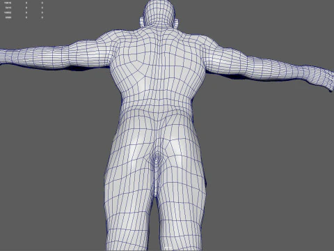 Anatomia del sistema muscolare maschile Modello 3D