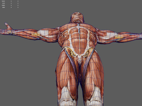 Male Muscular System Anatomy Model 3D