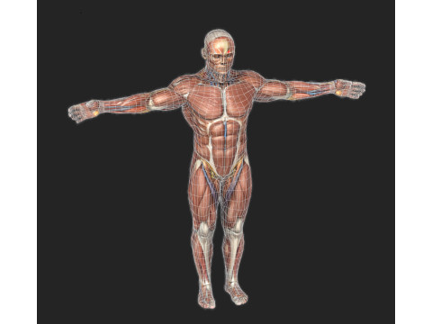 Male Muscular System Anatomy Model 3D