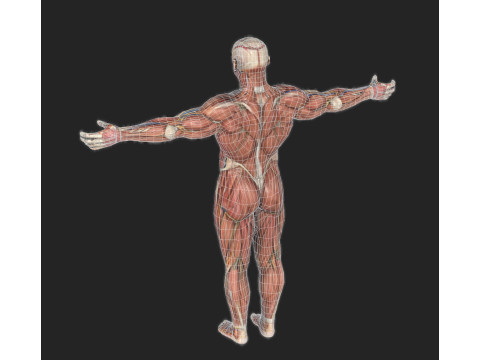 Male Muscular System Anatomy Model 3D