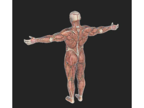 Anatomia del sistema muscolare maschile Modello 3D