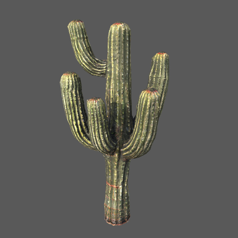 Desert Sentinel Realistic Low Poly Cactus 4K PBR Game Ready 3D 模型 .c4d .max .obj .3ds .fbx .stl .blend