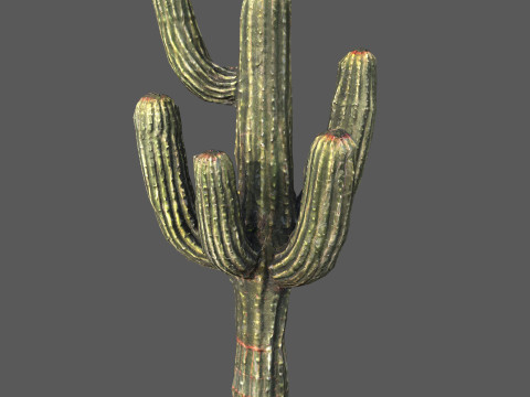Desert Sentinel Realistic Low Poly Cactus 4K PBR Game Ready 3D Модель
