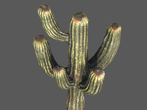 Desert Sentinel Realistic Low Poly Cactus 4K PBR Game Ready 3D 模型