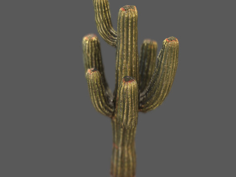 Desert Sentinel Realistic Low Poly Cactus 4K PBR Game Ready 3D 模型