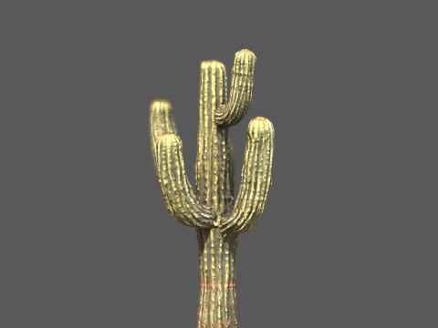 Desert Sentinel Realistic Low Poly Cactus 4K PBR Game Ready 3D 模型