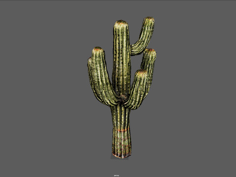 Desert Sentinel Realistic Low Poly Cactus 4K PBR Game Ready 3D 模型
