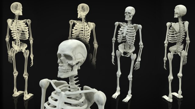skeleton full body Model 3D .c4d .max .obj .3ds .fbx .stl .blend 