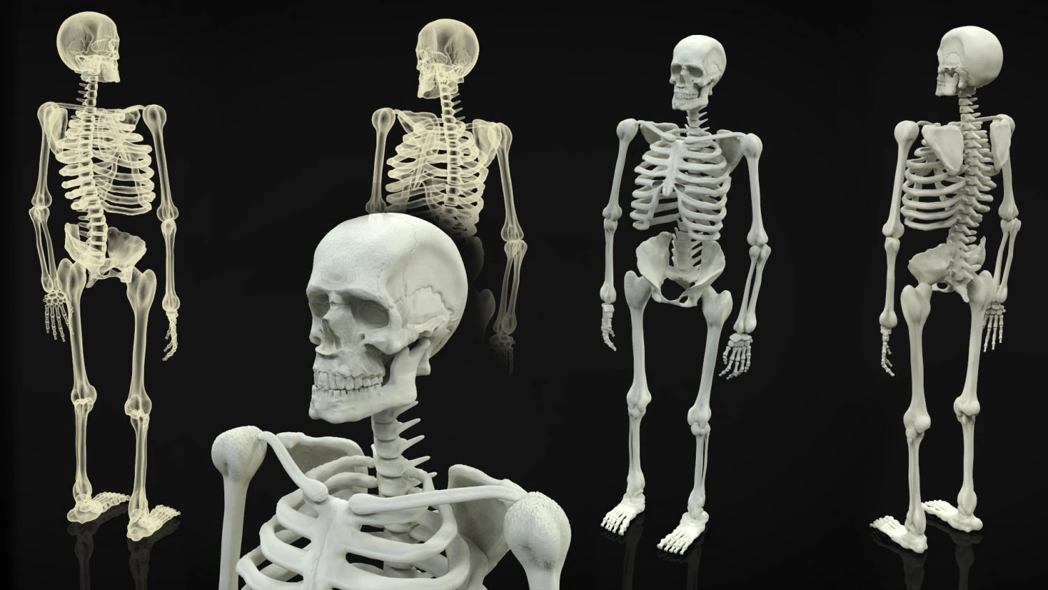 skeleton full body 3D Model .c4d .max .obj .3ds .fbx .stl .blend 