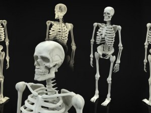 skeleton full body 3D Model