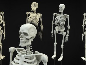 skeleton full body 3D मॉडल